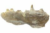 Fossil Fish (Ichthyodectes?) Jaw Section - Kansas #144149-2